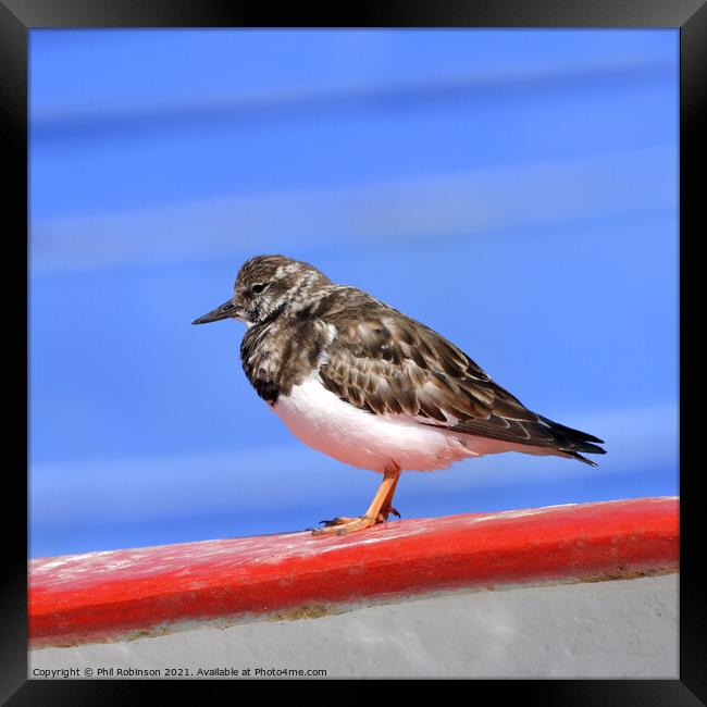 Turnstone on a boat Framed Print by Phil Robinson