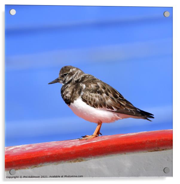 Turnstone on a boat Acrylic by Phil Robinson