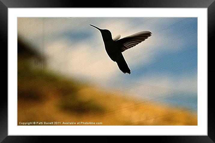 Hummingbird in flight Framed Mounted Print by Patti Barrett