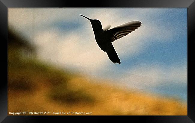 Hummingbird in flight Framed Print by Patti Barrett