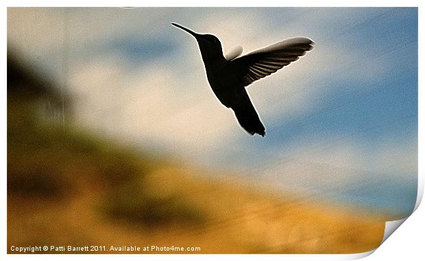 Hummingbird in flight Print by Patti Barrett
