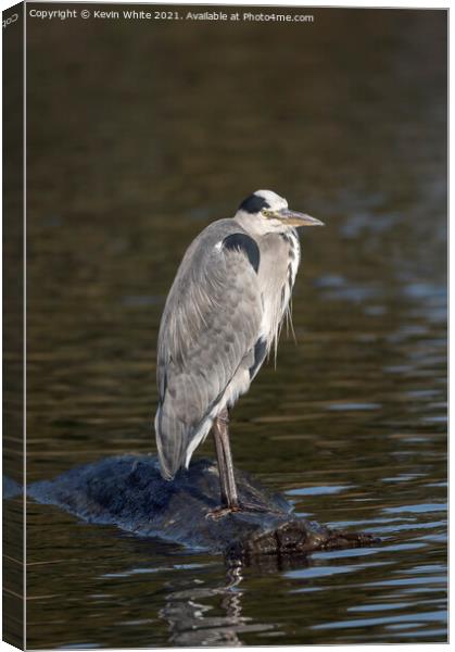 Grey Heron on rock Canvas Print by Kevin White