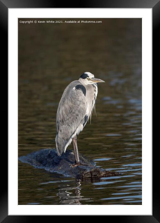 Grey Heron on rock Framed Mounted Print by Kevin White