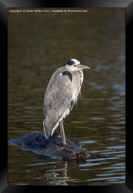 Grey Heron on rock Framed Print by Kevin White