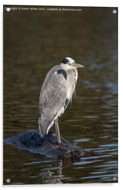 Grey Heron on rock Acrylic by Kevin White