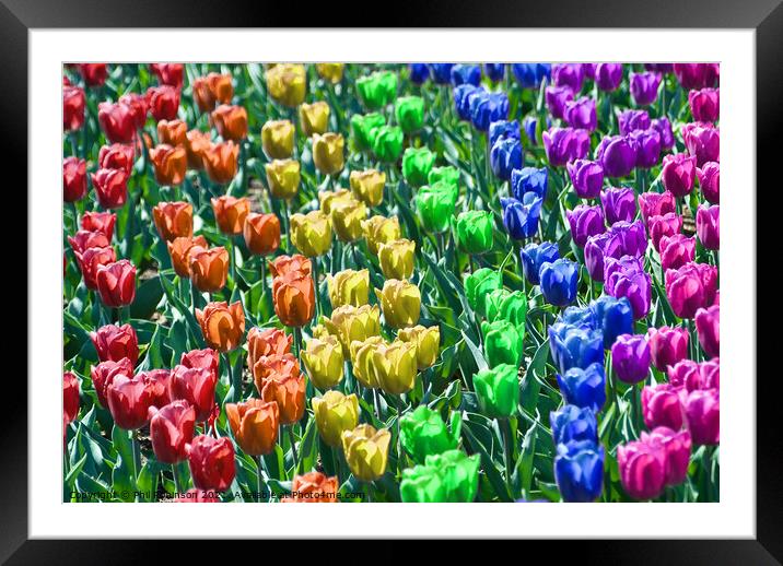 Rainbow Tulips Framed Mounted Print by Phil Robinson