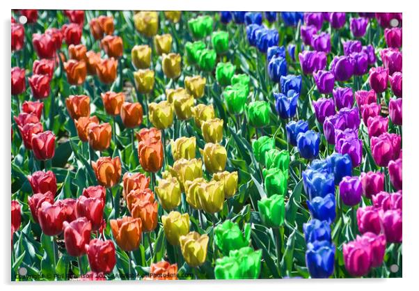 Rainbow Tulips Acrylic by Phil Robinson