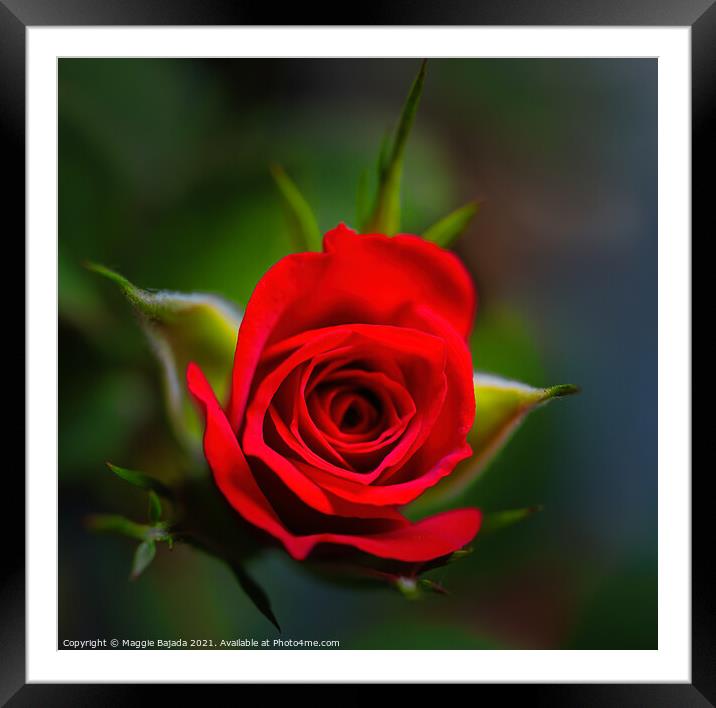 Beautiful Miniature Red Rose Flower with green bac Framed Mounted Print by Maggie Bajada
