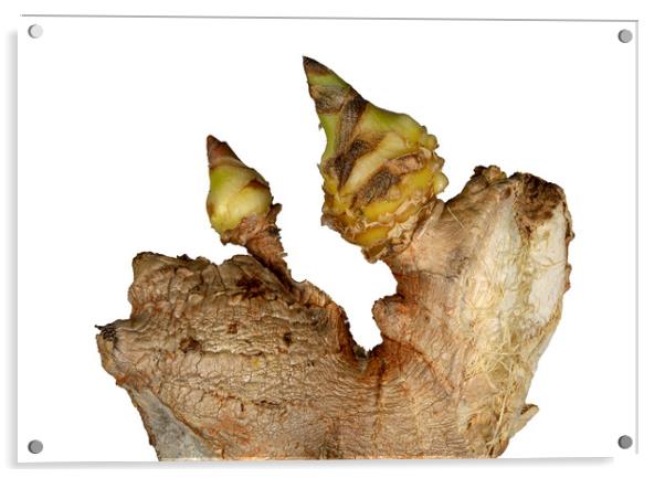 Sprouted Ginger on White Background Acrylic by Antonio Ribeiro
