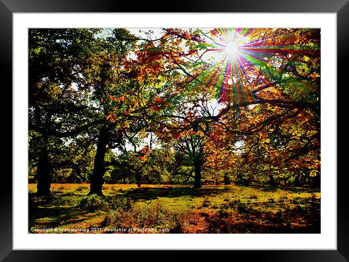 Autumn woodland Framed Mounted Print by Sean Wareing