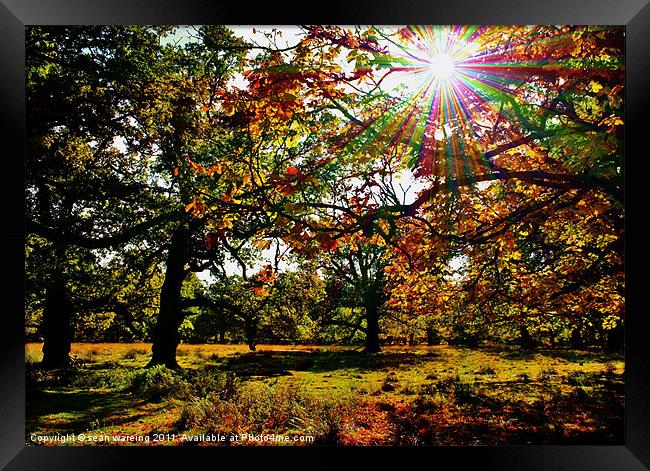 Autumn woodland Framed Print by Sean Wareing