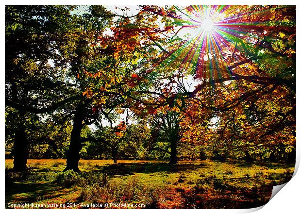 Autumn woodland Print by Sean Wareing