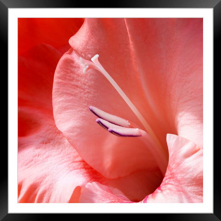 Gladiolus Flower Closeup Framed Mounted Print by Antonio Ribeiro
