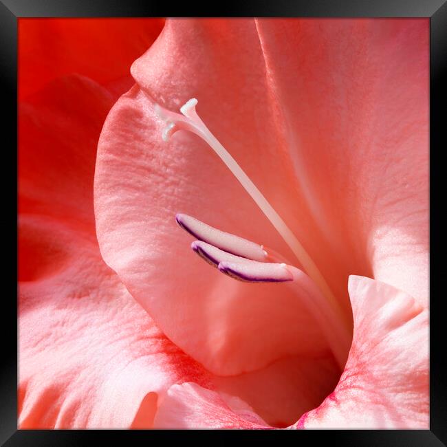 Gladiolus Flower Closeup Framed Print by Antonio Ribeiro