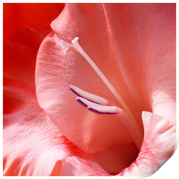 Gladiolus Flower Closeup Print by Antonio Ribeiro