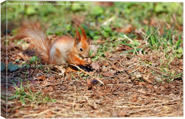 An orange squirrel has found a walnut among the fallen leaves and is chewing on it. Canvas Print by Sergii Petruk