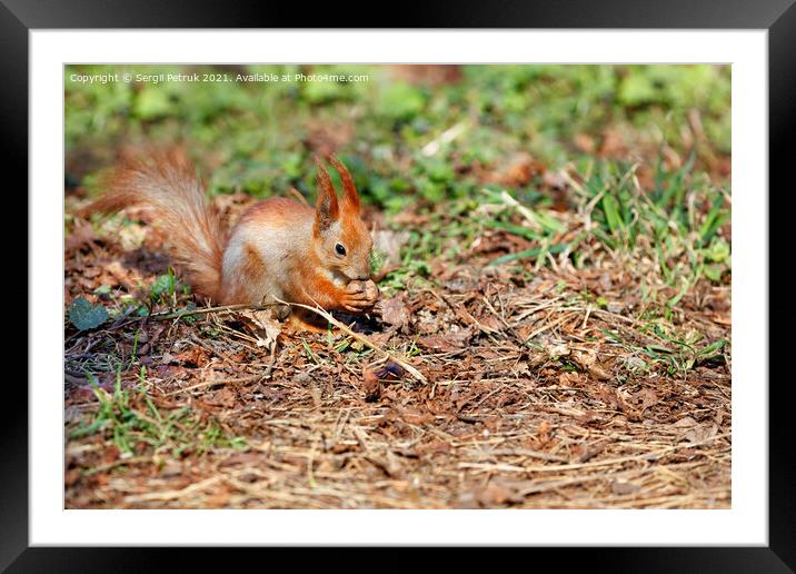 An orange squirrel has found a walnut among the fallen leaves and is chewing on it. Framed Mounted Print by Sergii Petruk