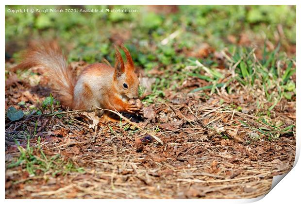An orange squirrel has found a walnut among the fallen leaves and is chewing on it. Print by Sergii Petruk