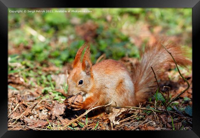 An orange squirrel holds a walnut in its paws and chews it against the background of fallen leaves in blur. Framed Print by Sergii Petruk
