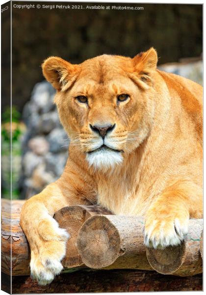 Portrait of a lioness resting on a deck of wooden logs. Canvas Print by Sergii Petruk