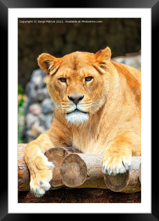 Portrait of a lioness resting on a deck of wooden logs. Framed Mounted Print by Sergii Petruk