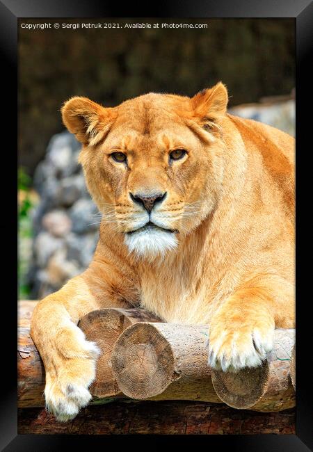 Portrait of a lioness resting on a deck of wooden logs. Framed Print by Sergii Petruk