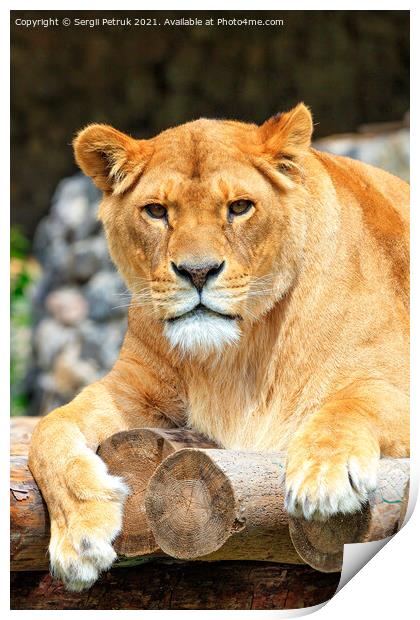 Portrait of a lioness resting on a deck of wooden logs. Print by Sergii Petruk
