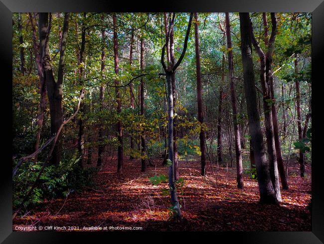 Autumnal wood Framed Print by Cliff Kinch