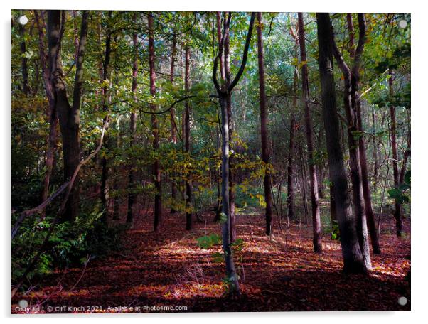 Autumnal wood Acrylic by Cliff Kinch