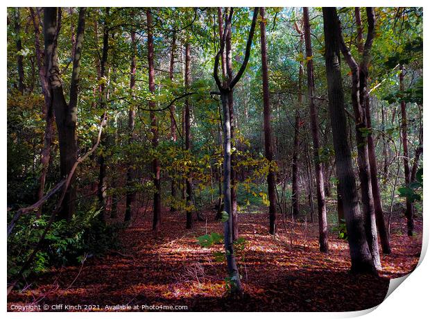 Autumnal wood Print by Cliff Kinch