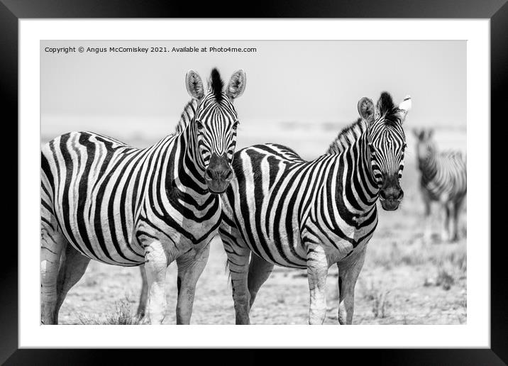 Pair of curious zebras mono Framed Mounted Print by Angus McComiskey