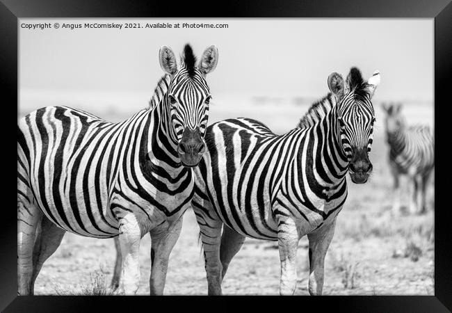 Pair of curious zebras mono Framed Print by Angus McComiskey