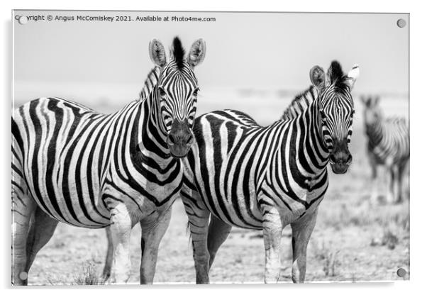 Pair of curious zebras mono Acrylic by Angus McComiskey