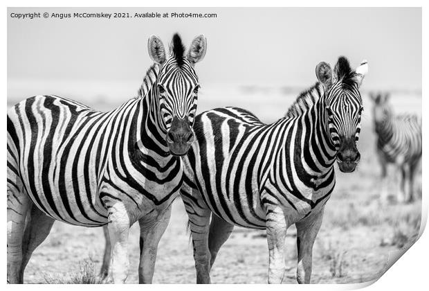 Pair of curious zebras mono Print by Angus McComiskey