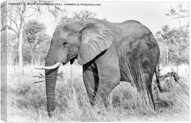 African elephant bull in grassland, Botswana mono Canvas Print by Angus McComiskey
