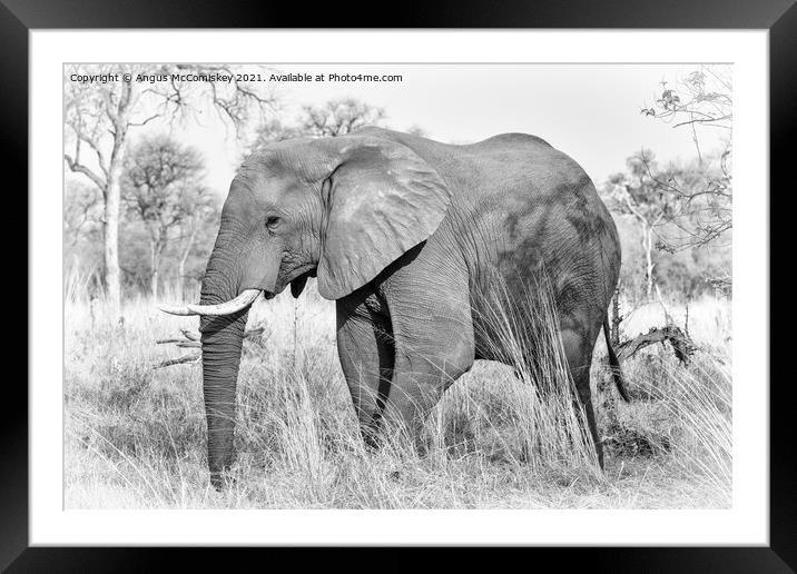 African elephant bull in grassland, Botswana mono Framed Mounted Print by Angus McComiskey