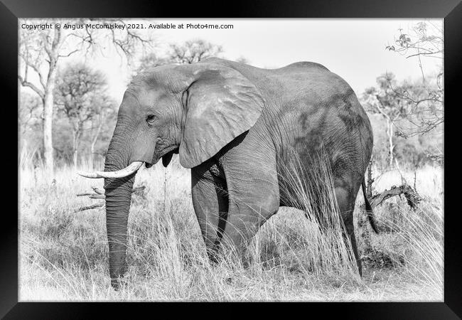 African elephant bull in grassland, Botswana mono Framed Print by Angus McComiskey