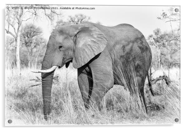 African elephant bull in grassland, Botswana mono Acrylic by Angus McComiskey