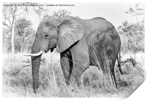 African elephant bull in grassland, Botswana mono Print by Angus McComiskey