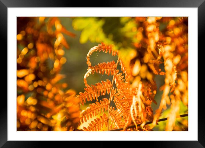 Autumn...Ferns Framed Mounted Print by Elzbieta Sosnowski