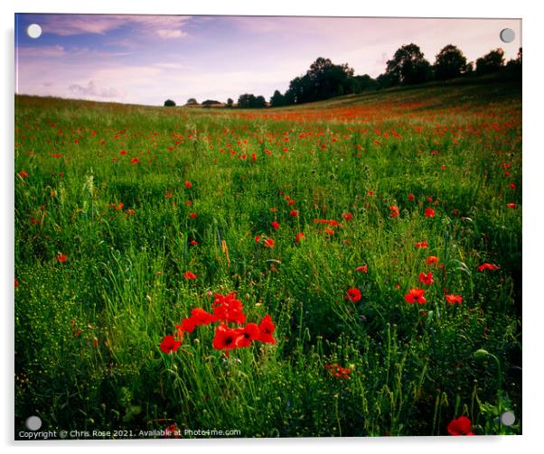 Poppy field Acrylic by Chris Rose