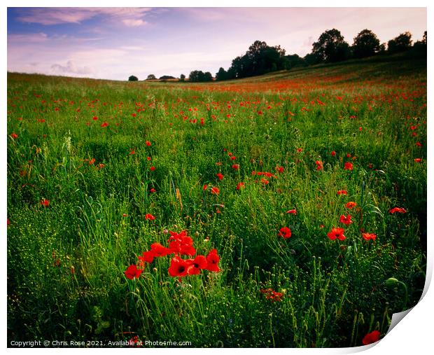 Poppy field Print by Chris Rose