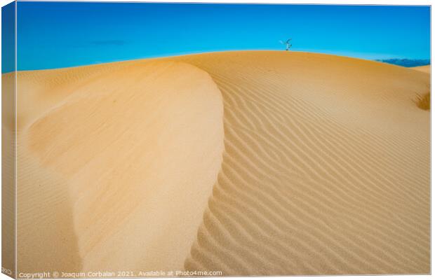The wind blows the fine sand off the beaches and forms high dune Canvas Print by Joaquin Corbalan