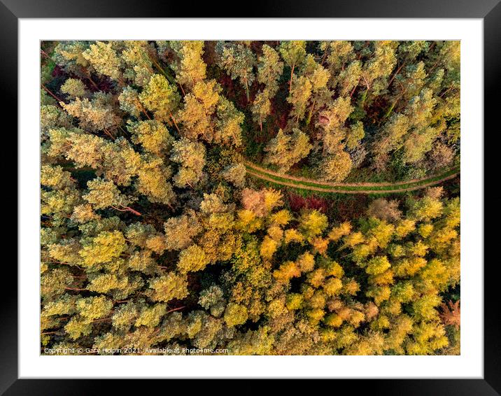 Autumn Devon woodland from above Framed Mounted Print by Gary Holpin