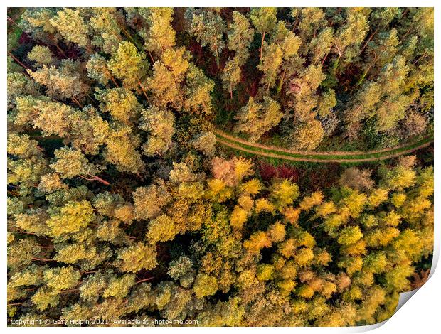 Autumn Devon woodland from above Print by Gary Holpin