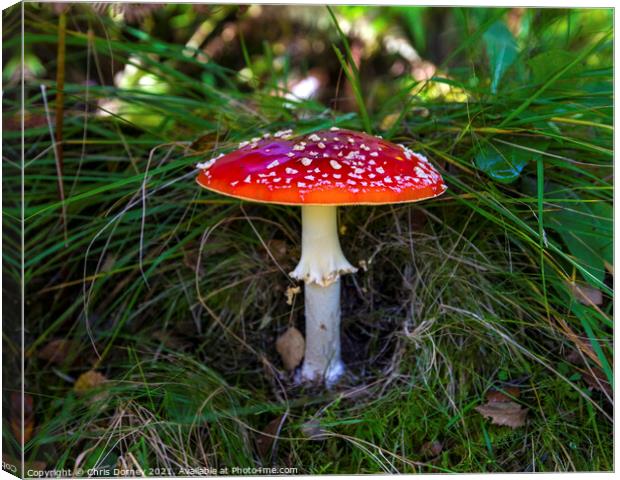 Fly Agaric or Amanita Muscaria Toadstool Canvas Print by Chris Dorney