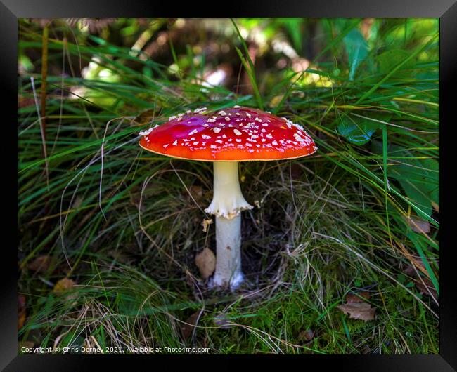 Fly Agaric or Amanita Muscaria Toadstool Framed Print by Chris Dorney