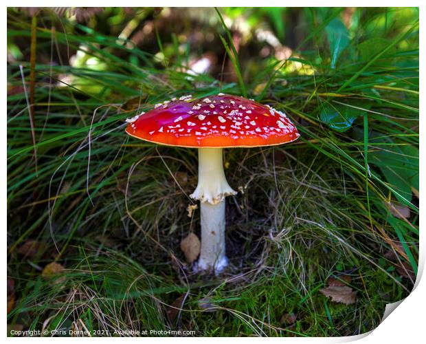 Fly Agaric or Amanita Muscaria Toadstool Print by Chris Dorney
