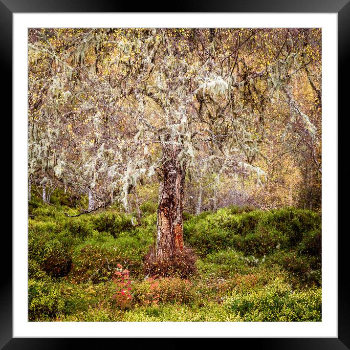 Glen Affric Silver Birch Tree Framed Mounted Print by John Frid