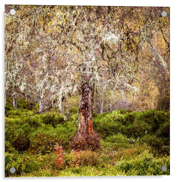 Glen Affric Silver Birch Tree Acrylic by John Frid